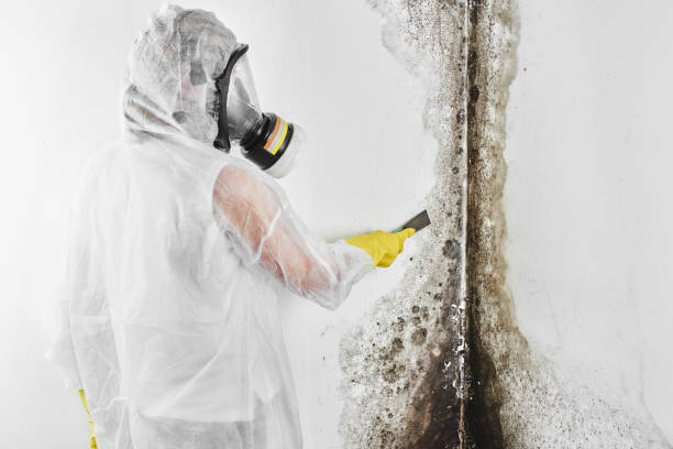 Best Basement Mold Remediation in Bothell, WA