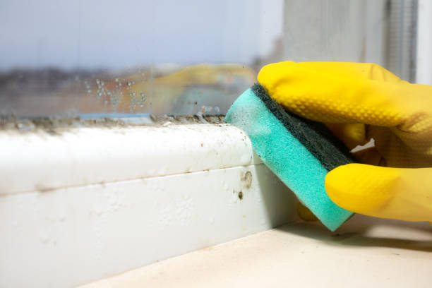 Best Localized Mold Remediation (e.g., coastal areas, humid climates) in Bothell, WA