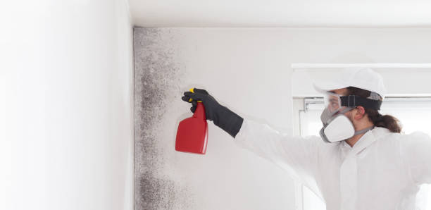 Best Kitchen Mold Remediation in Bothell, WA