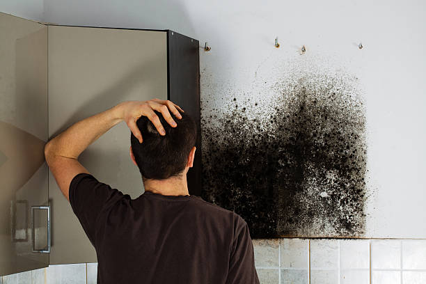 Best Black Mold Remediation in Bothell, WA