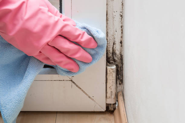 Best Attic Mold Remediation in Bothell, WA